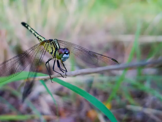 Dragons Emitting Radiance in Victory Celebrations